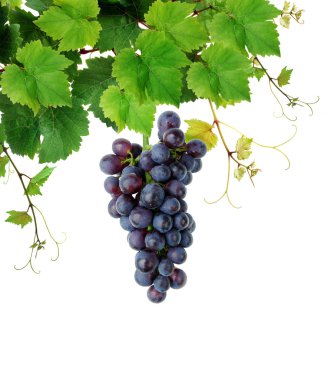 Grapevine with blue grape cluster clipart