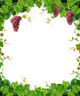 Grapevine frame with pink grapes clipart