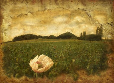 Grungy poppy field clipart