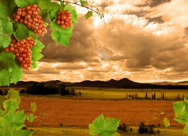 Trauben, Weinreben und Sonnenuntergang — Stockfoto