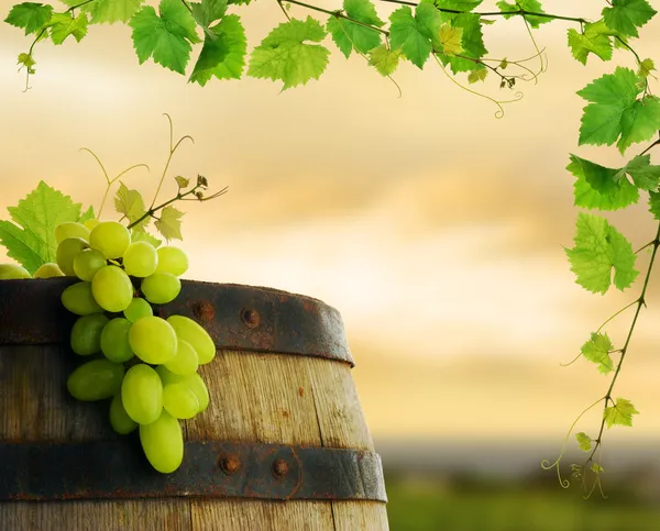 Weinfässer, Trauben und Weinreben Stockbild