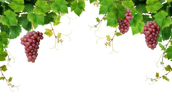 Grapevine border with pink grapes — Stock Photo, Image