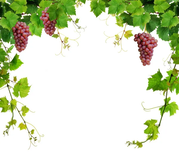 Borda de videira com uvas rosa Imagem De Stock