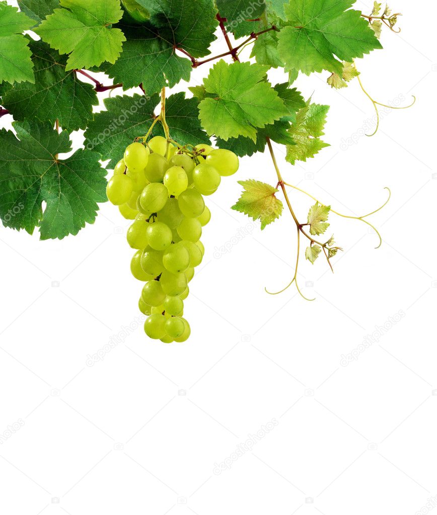 Grapevine with grape cluster
