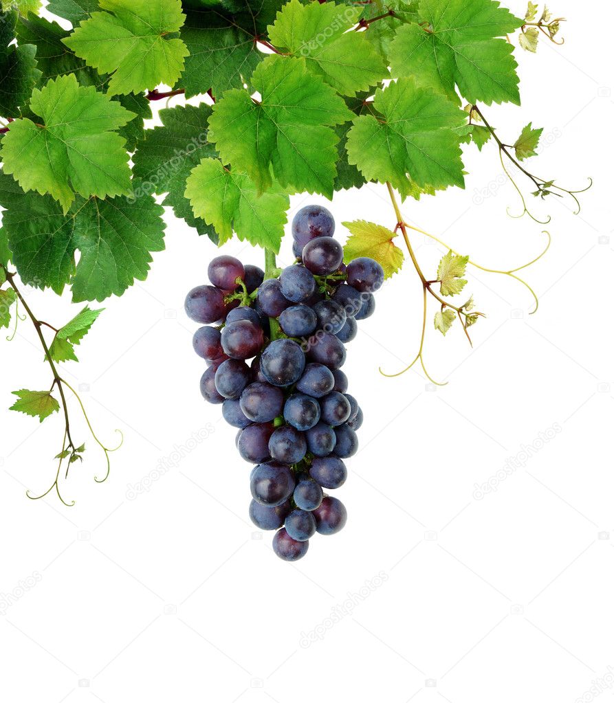 Grapevine with blue grape cluster