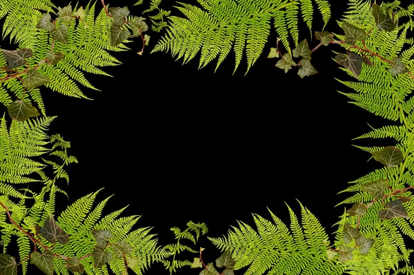 Fern ve sarmaşık sınır siyah — Stok fotoğraf