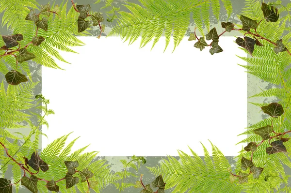 Fern and ivy grungy frame — Stock Photo, Image