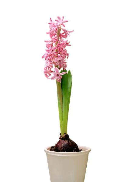 stock image Beautiful hyacinthus in pot