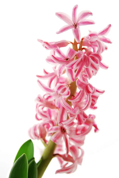 Pink hyacinthus i detaljer - Stock-foto
