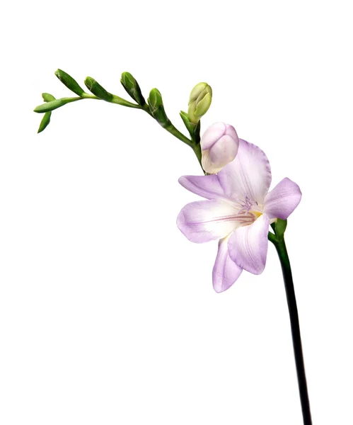 Violet freesia — Stock Photo, Image
