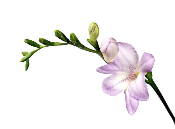 Detailed violet freesia — Stock Photo, Image