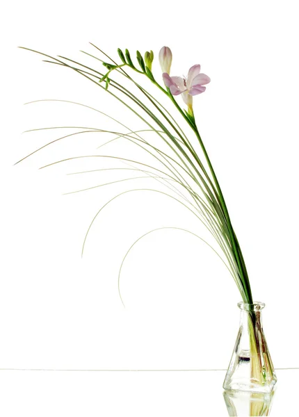 Fialová frézie v váza — Stock fotografie