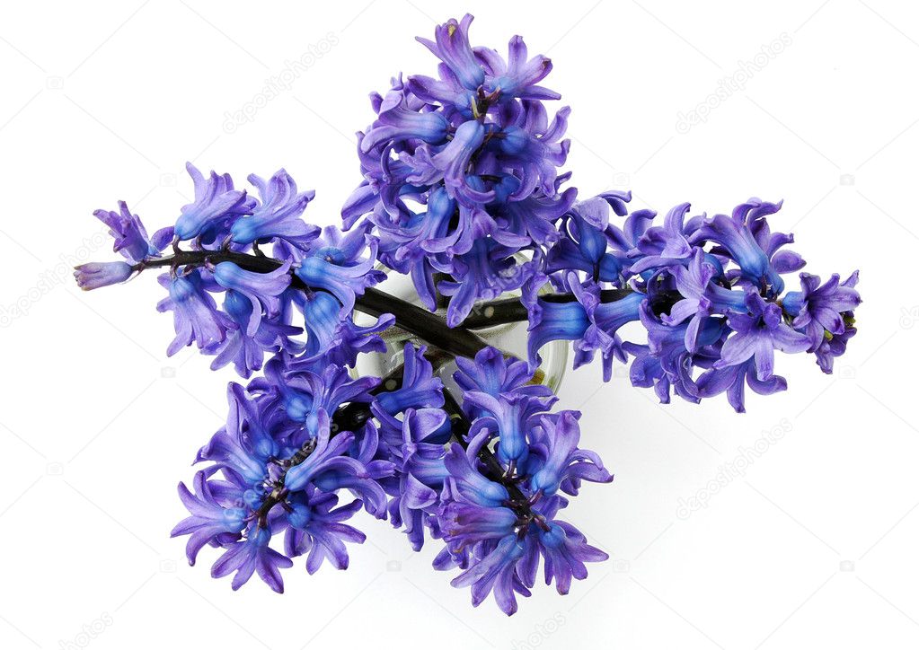 Blue hyacinthus bunch in detail