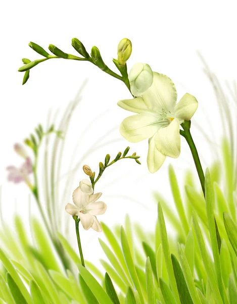 Spring flowers in grass — Stock Photo, Image
