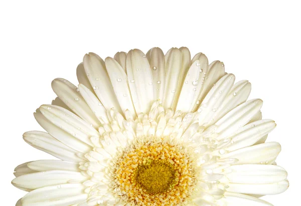 Gerber biały szczegółowo — Zdjęcie stockowe