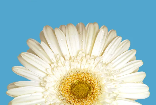 White gerber on blue background — Stock Photo, Image