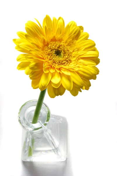 Желтый гербер в вазе — стоковое фото
