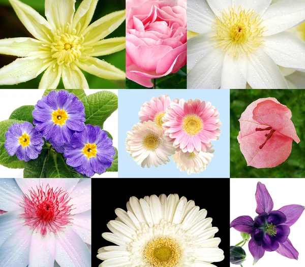 Flower collection — Stock Photo, Image