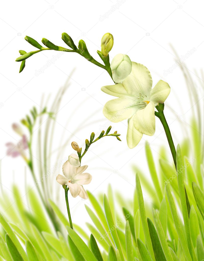Spring flowers in grass