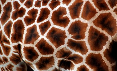 Giraffe fur in detail