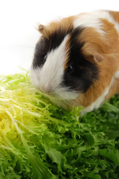 Guinea pig eating lettuce — Stock Photo, Image
