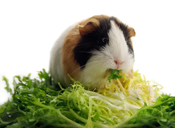 Small guinea pig eating lettuce — Stock Photo, Image