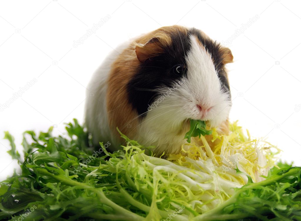 Small guinea pig eating lettuce
