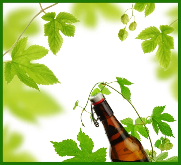 Design of beer and hops — Stock Photo, Image