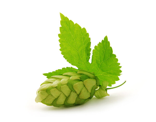 Detail of hop cone