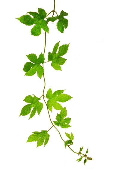 Isolated hop plant branch — Stock Photo, Image