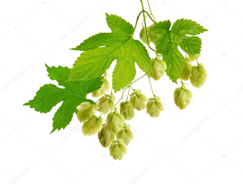 Isolated hop plant in detail