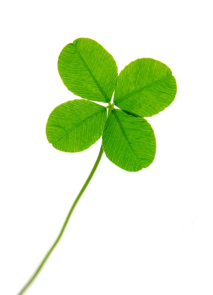 Čtyři leaf clover — Stock fotografie