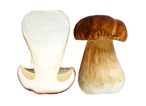 Mushroom — Stock Image Mushroom Royalty Free Stock Photos
