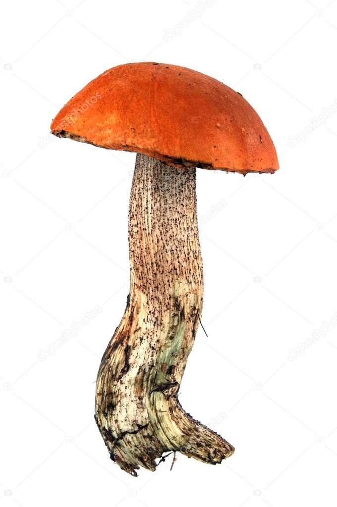 Isolated mushroom
