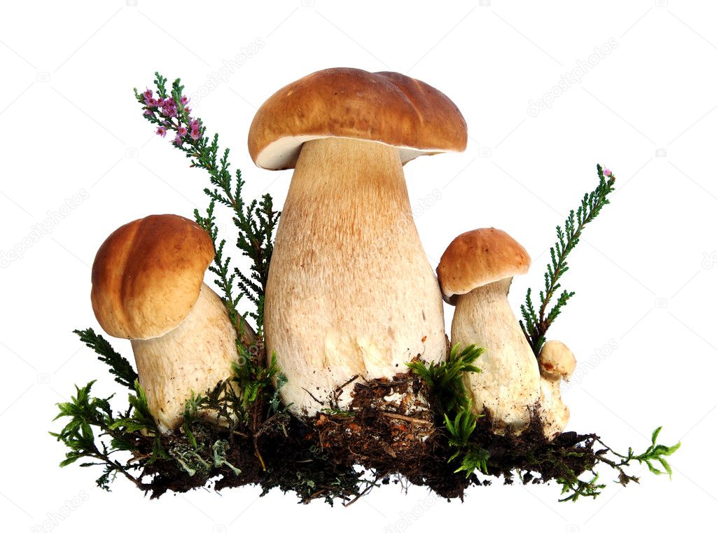 Group of forest mushrooms