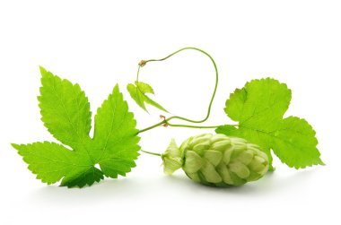 Detail of hop cone with leaves clipart