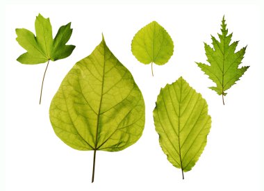 Isolated park tree leaves clipart