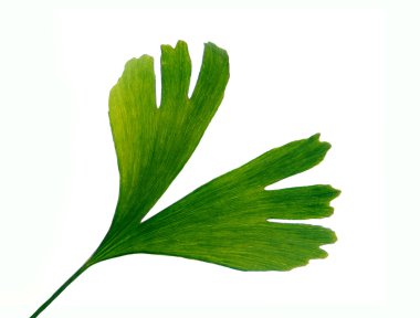 Gingko leaf clipart