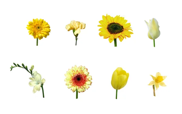 Single yellow flowers, isolated — Stock Photo, Image