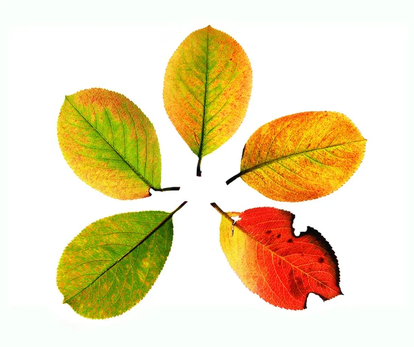 다섯 잎 — 스톡 사진