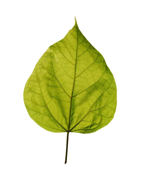 Catalpa leaf — Stock Photo, Image