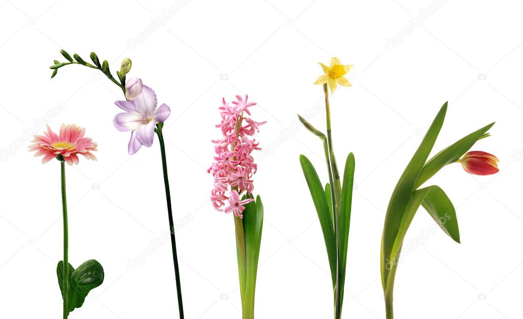 Single spring flowers