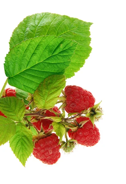 stock image Raspberries with leaves