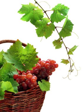 Pink grape in basket with vine clipart