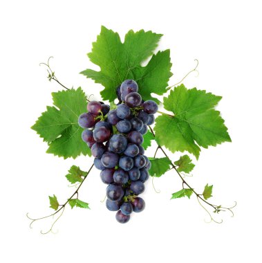 Decorative fresh blue grape clipart