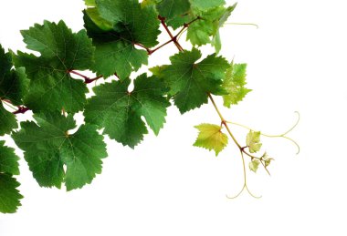 Isolated grapevine clipart