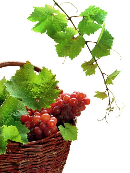 Roze druif in de mand met wijnstokken — Stockfoto