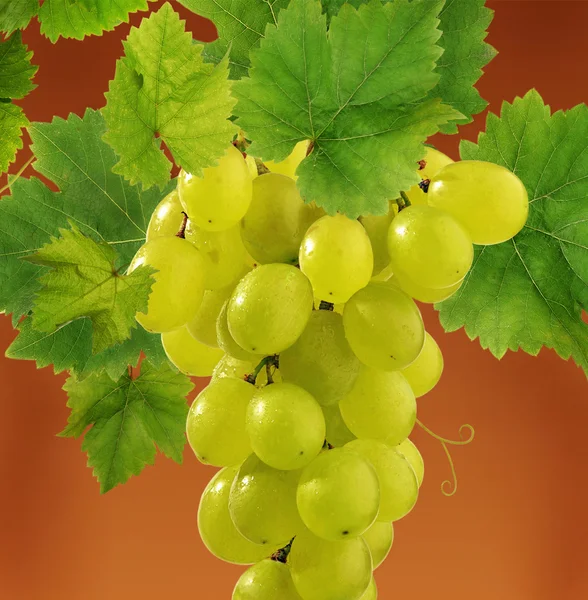 Detalhe da uva fresca — Fotografia de Stock