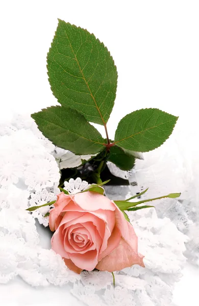 Rose romantique — Photo