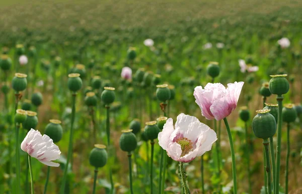 Green poppies and pink poppy flowers — Stock Photo, Image